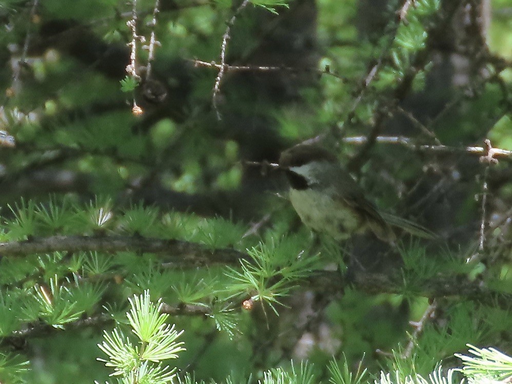 Boreal Chickadee - ML620129129