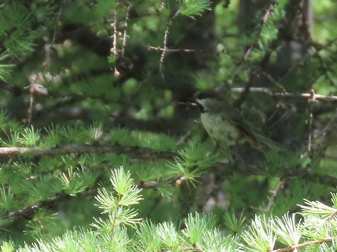 Boreal Chickadee - ML620129130