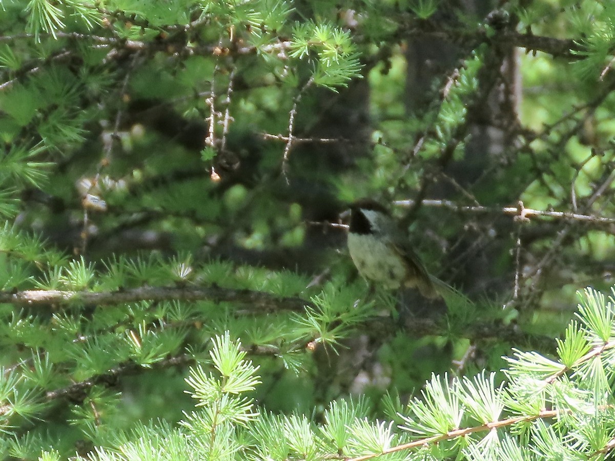 Boreal Chickadee - ML620129131