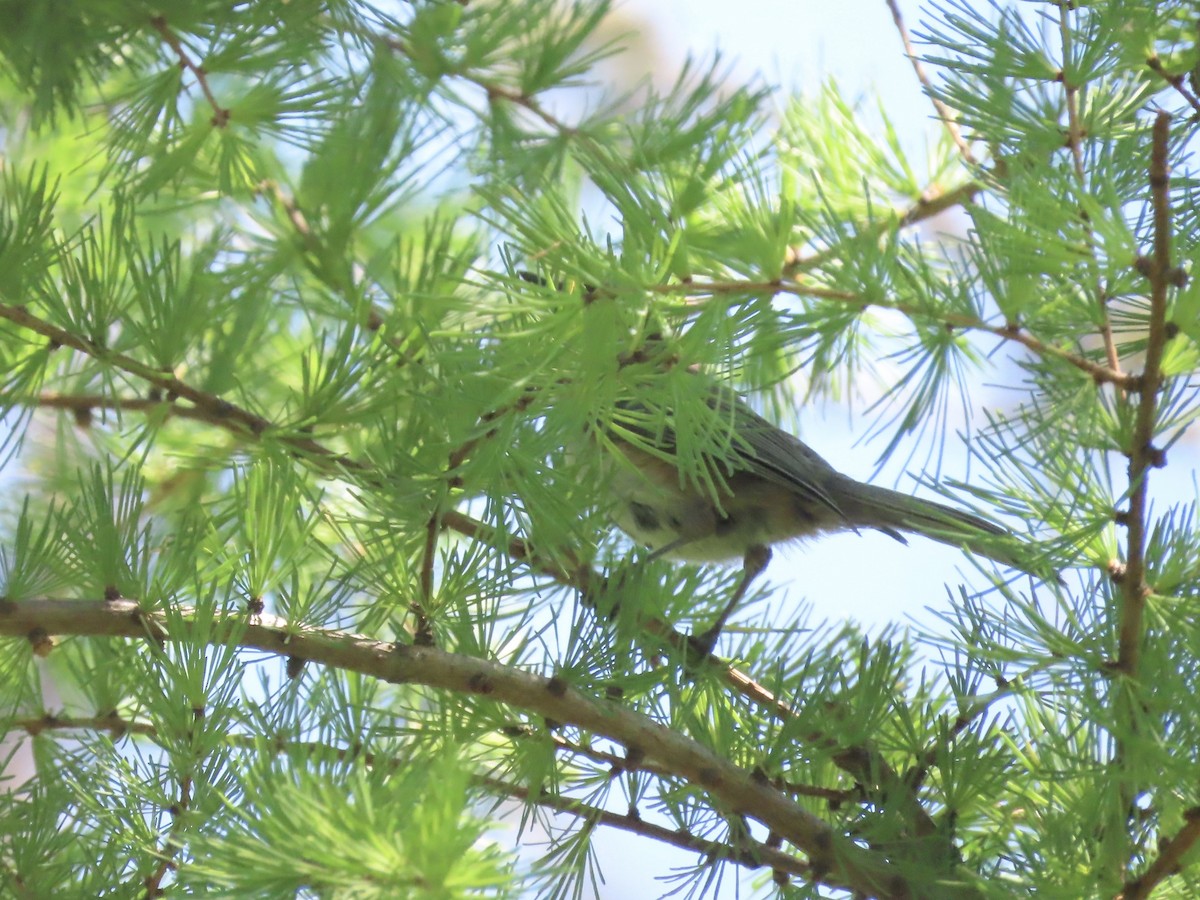 Mésange à tête brune - ML620129132