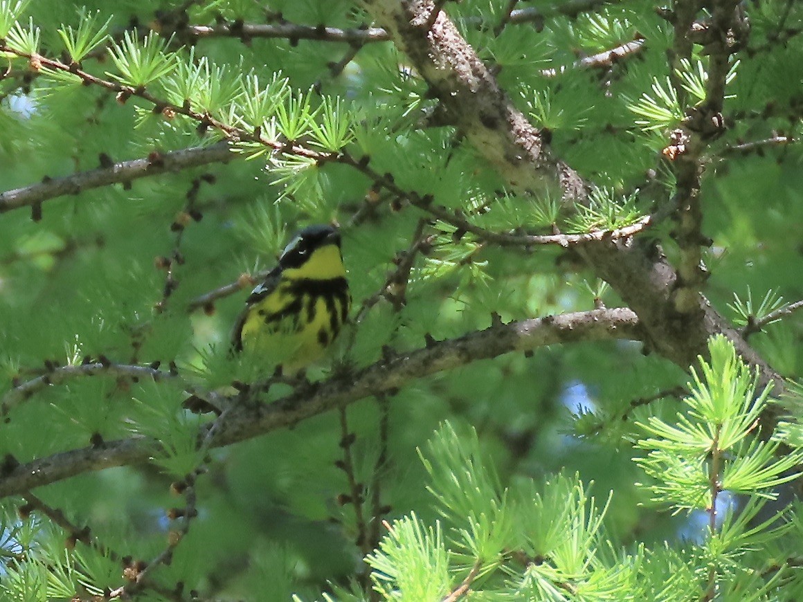 Magnolia Warbler - ML620129135