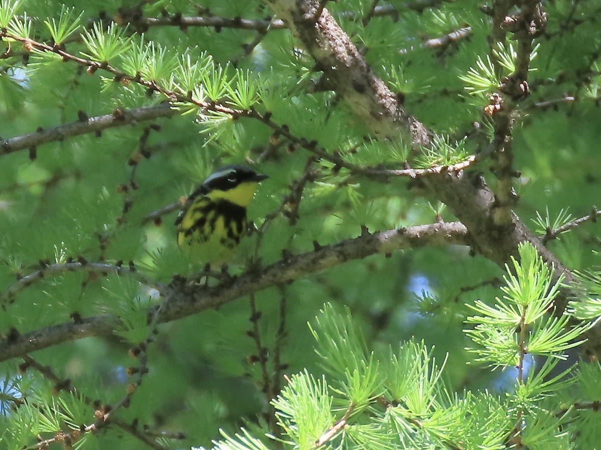 Magnolia Warbler - ML620129136