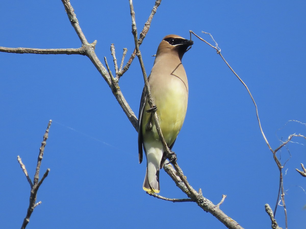 Cedar Waxwing - ML620129157