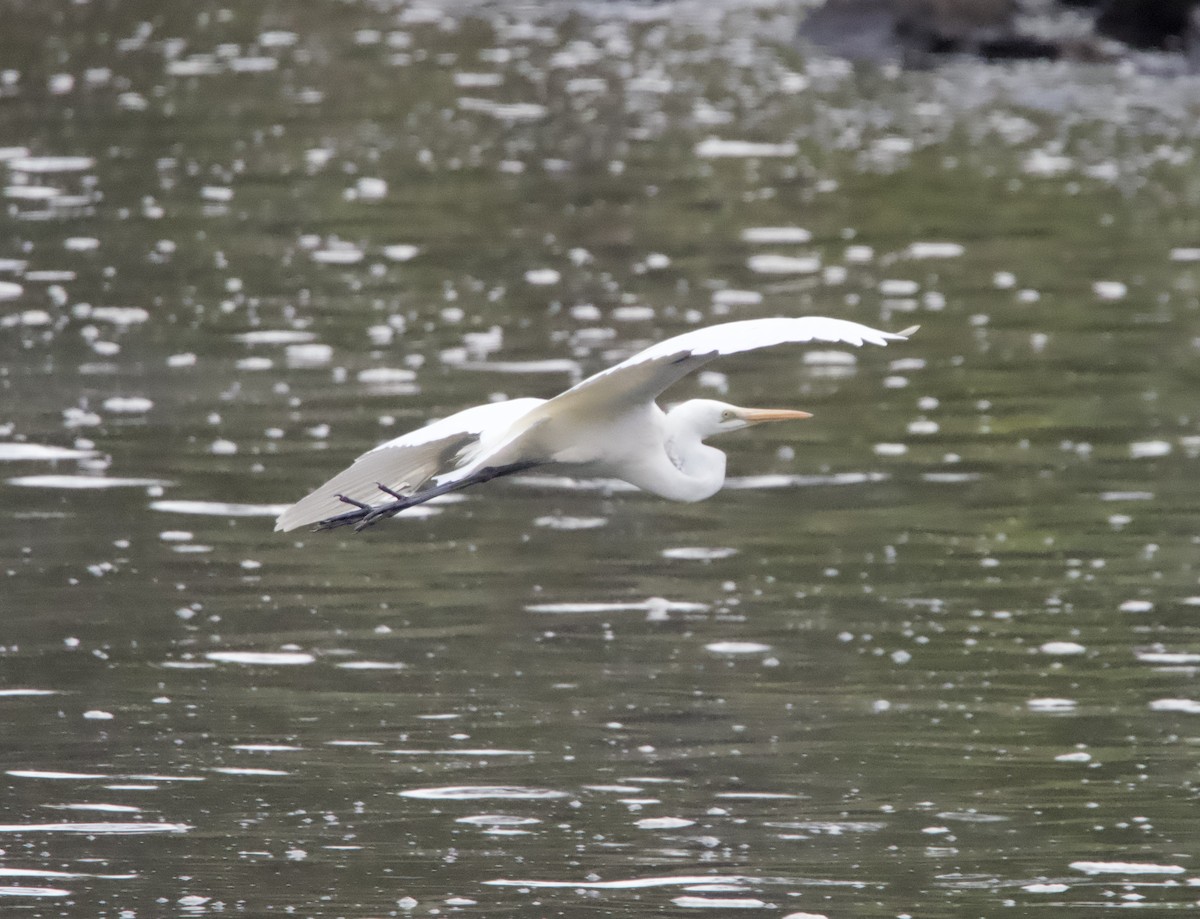 Great Egret - ML620129159