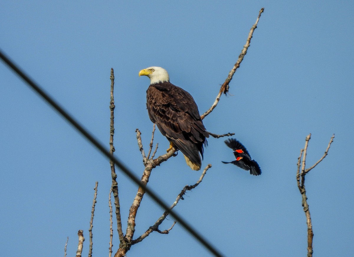 Bald Eagle - ML620129180