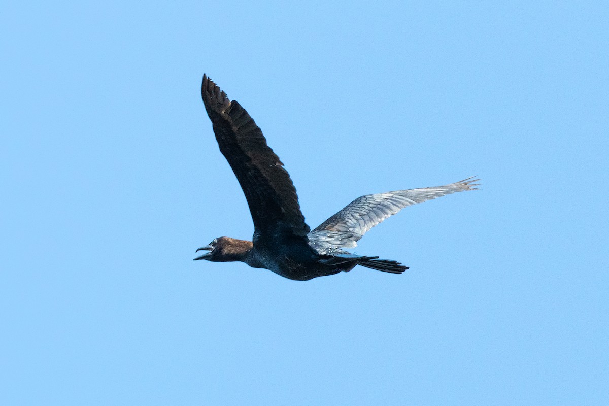 Pygmy Cormorant - ML620129181