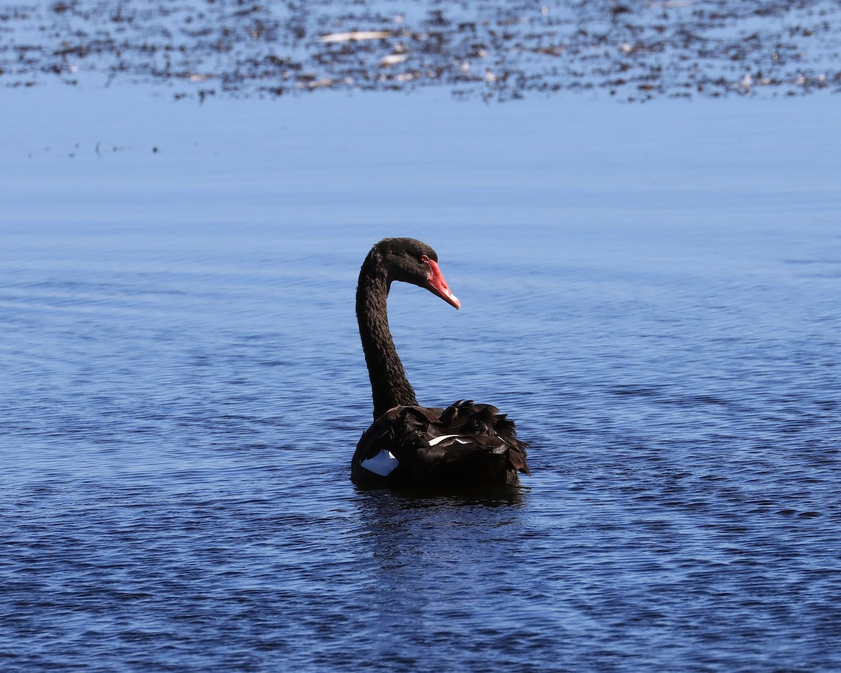Black Swan - ML620129198