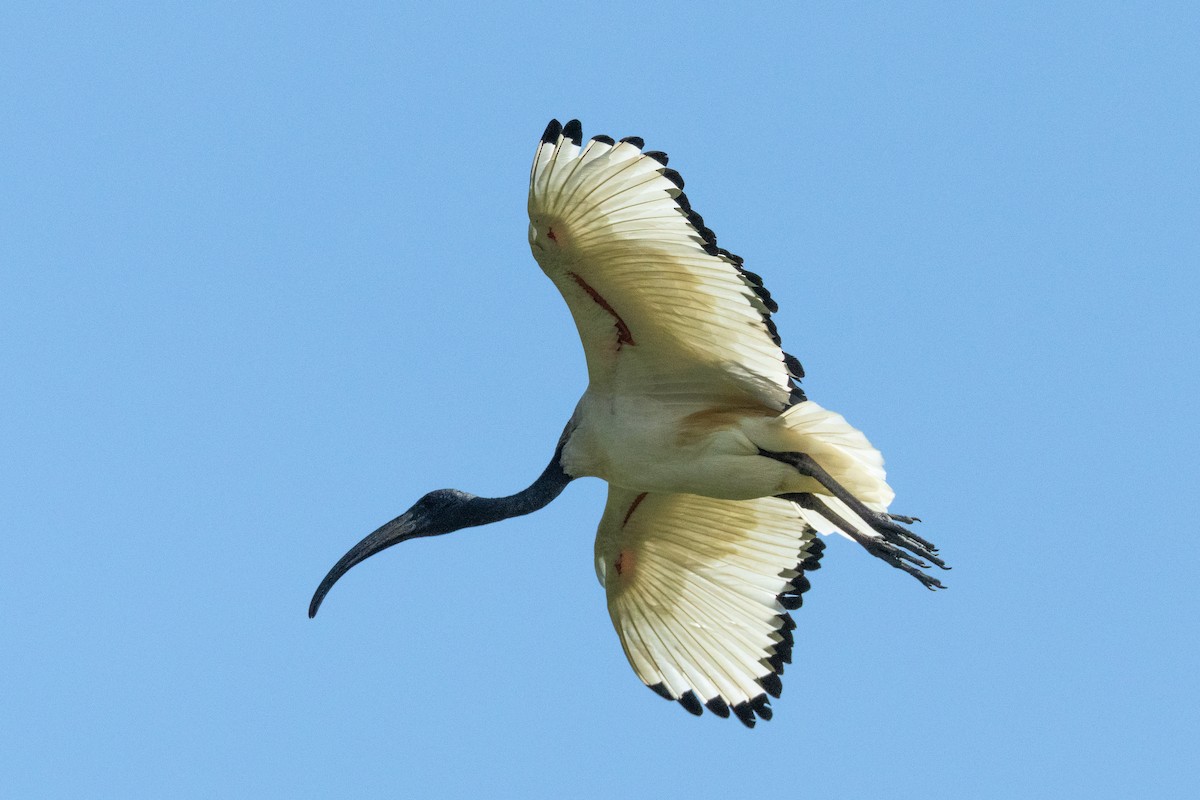 ibis posvátný - ML620129200