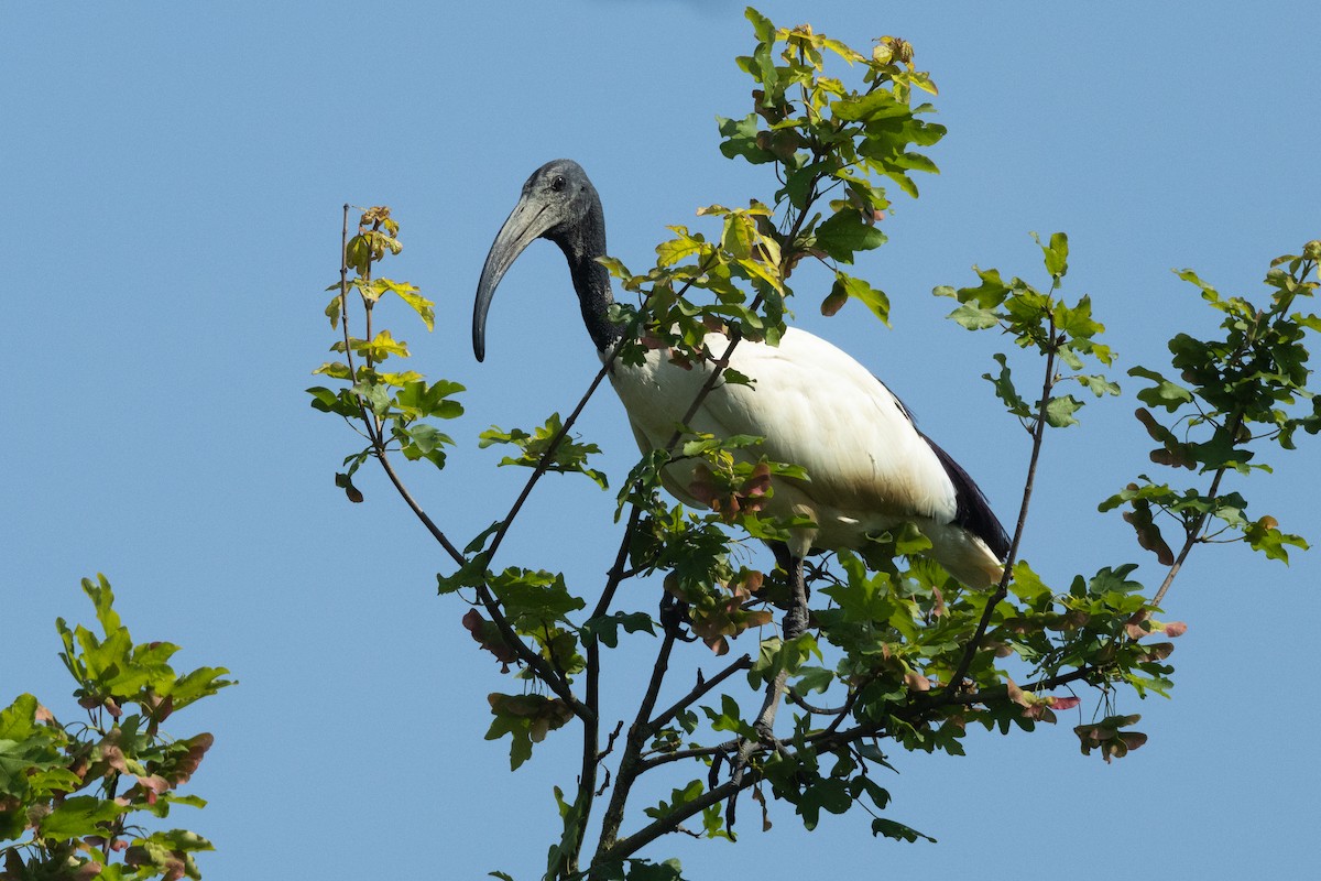 ibis posvátný - ML620129203