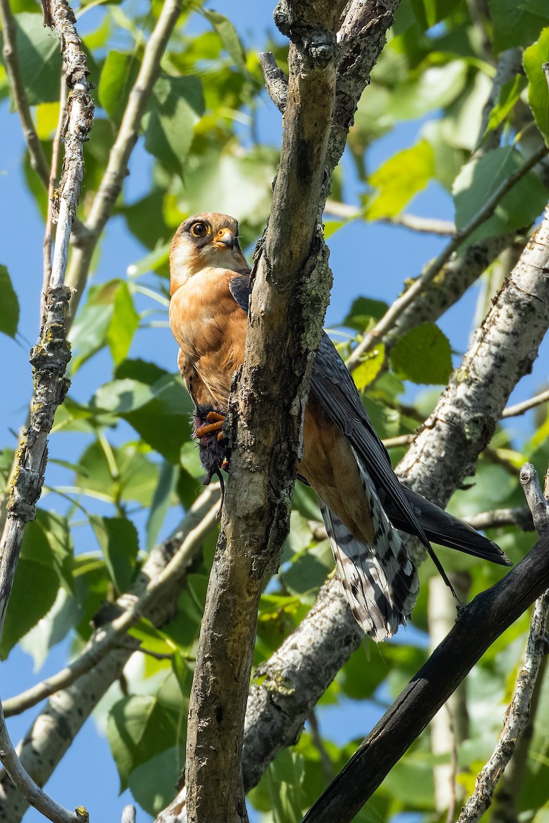 Red-footed Falcon - ML620129206