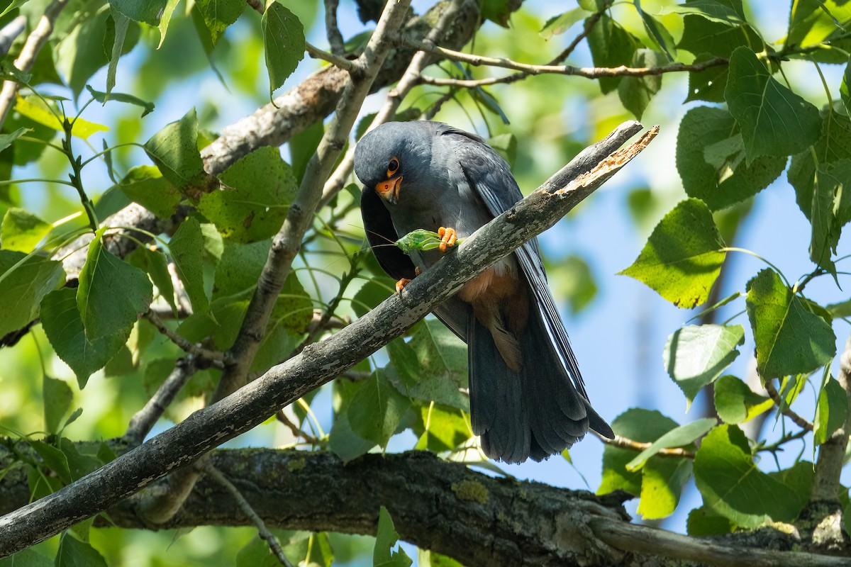 Red-footed Falcon - ML620129207