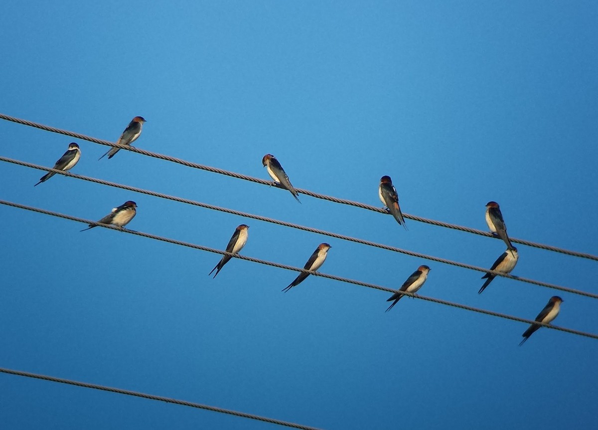 Red-rumped Swallow - ML620129254