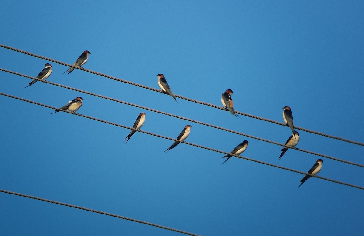 Red-rumped Swallow - ML620129255