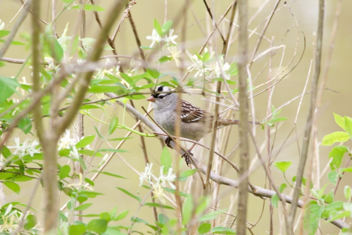 White-crowned Sparrow - ML620129267
