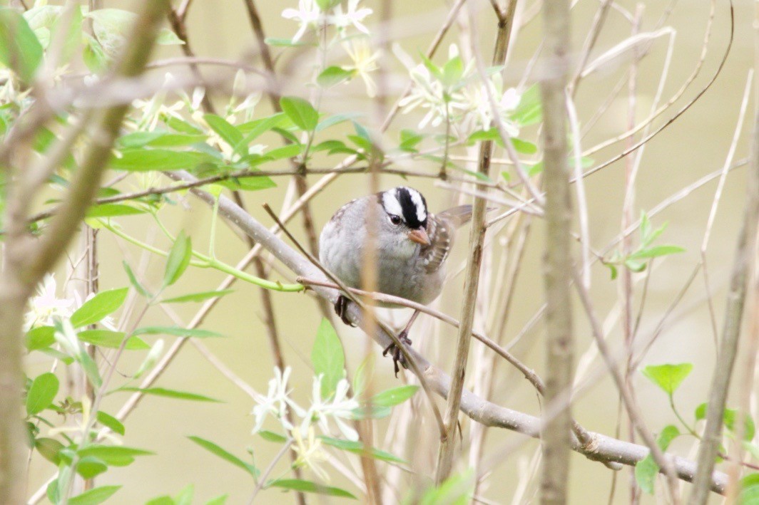 White-crowned Sparrow - ML620129268