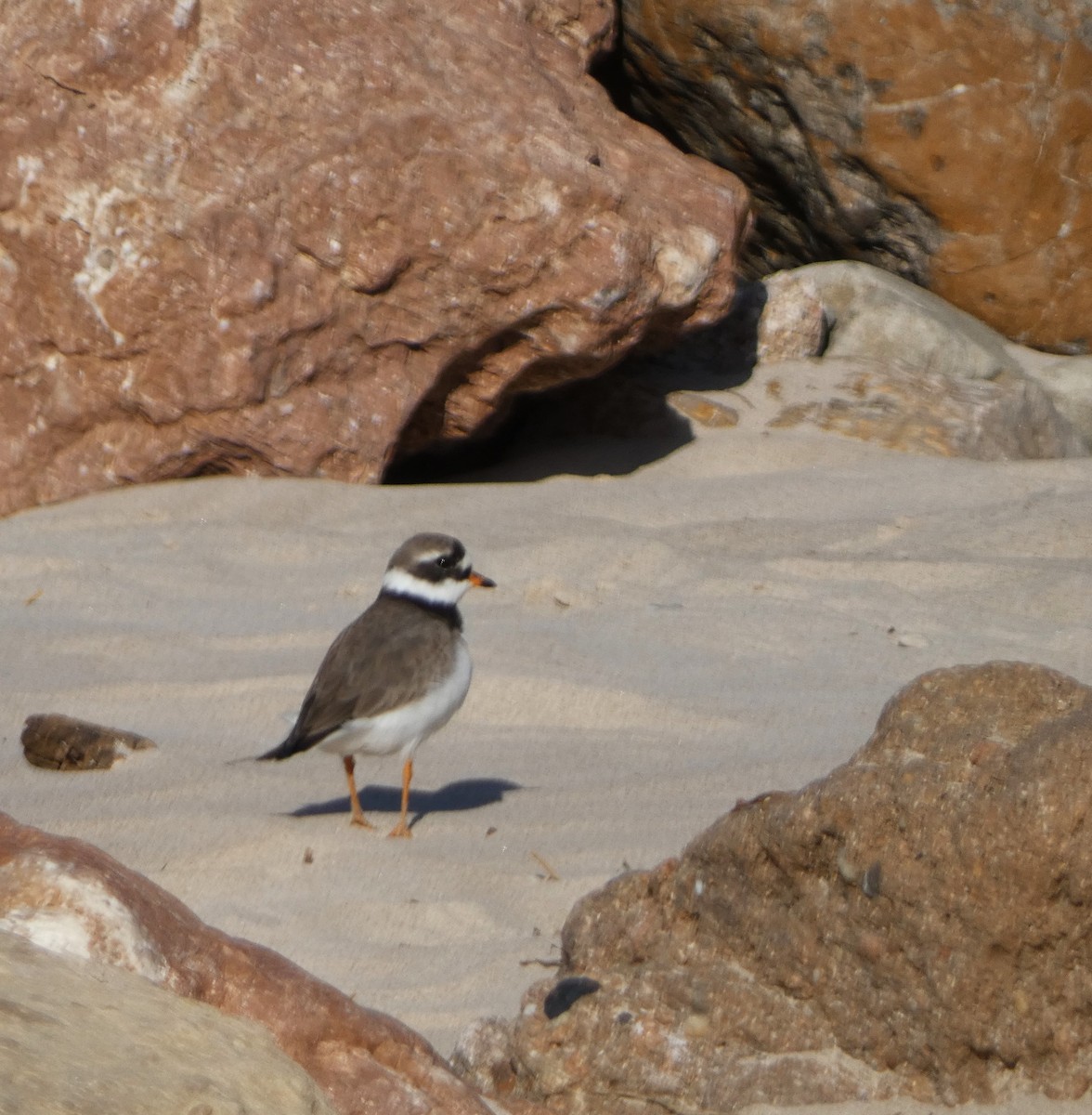Common Ringed Plover - ML620129273