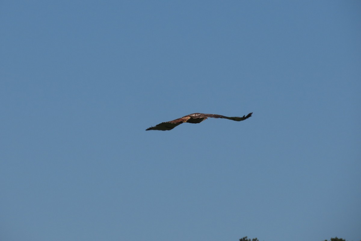 Red-tailed Hawk - ML620129302