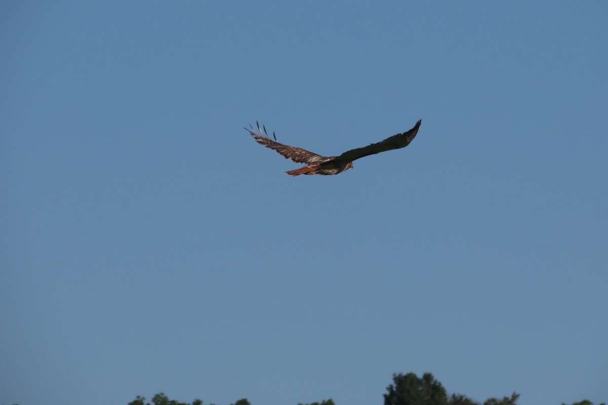 Red-tailed Hawk - ML620129303