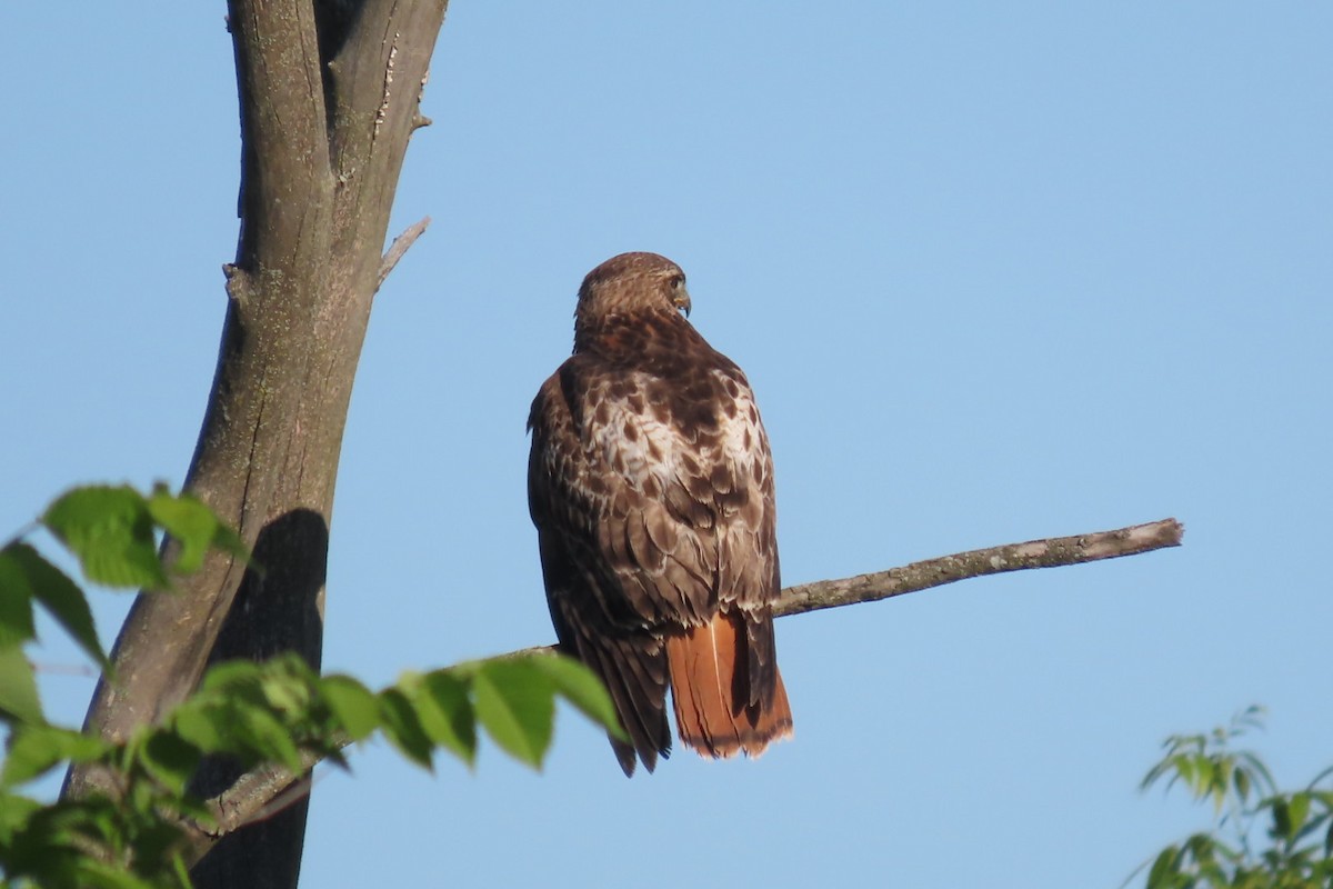 Red-tailed Hawk - ML620129304