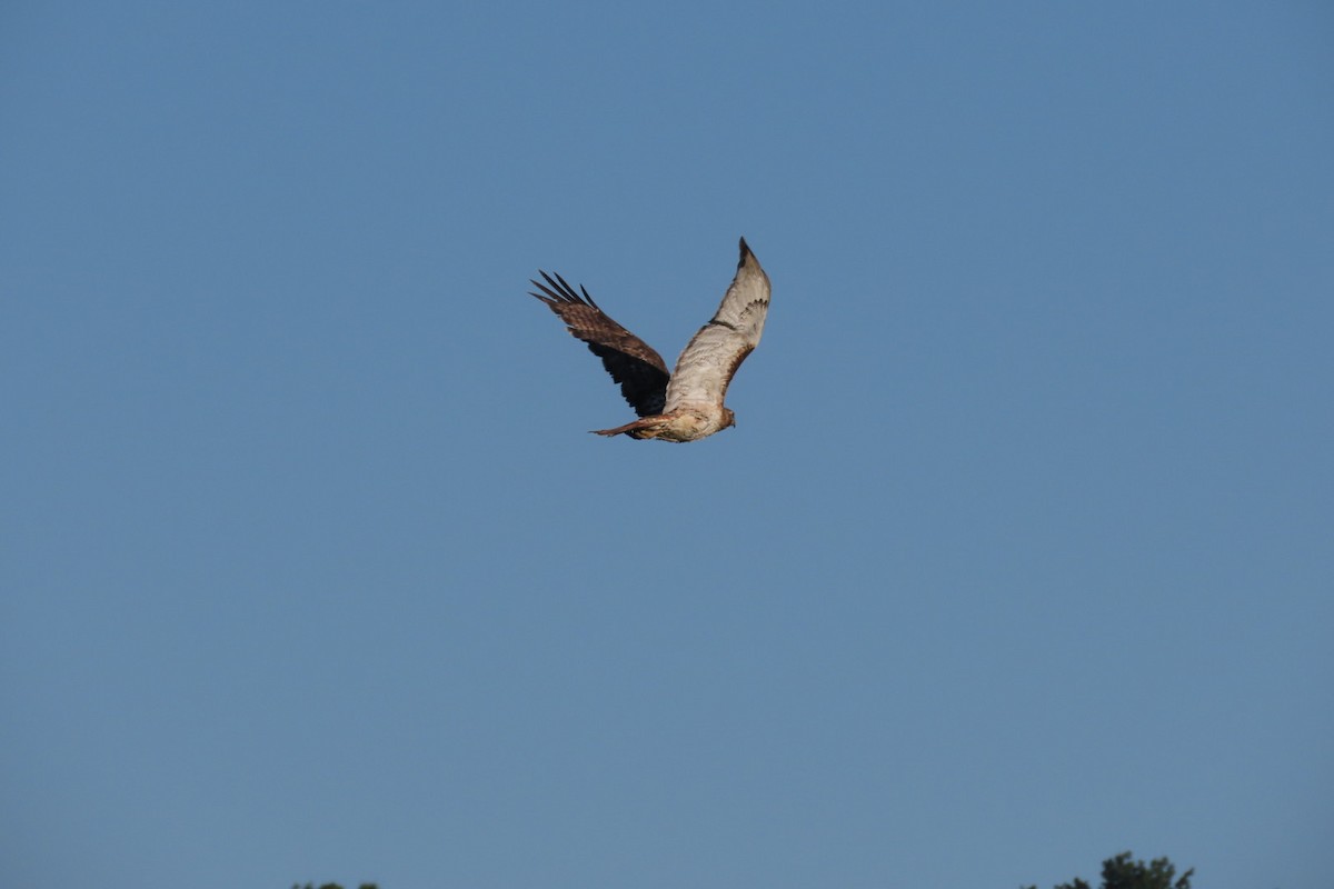 Red-tailed Hawk - ML620129305