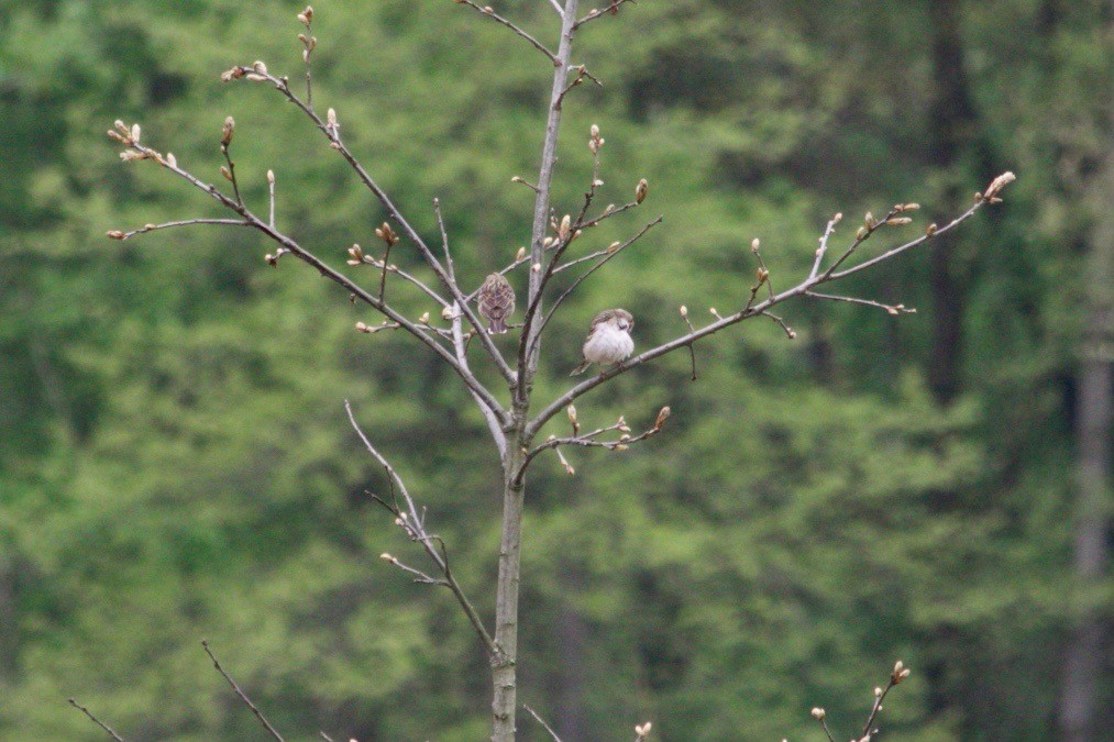 Chingolo Arlequín - ML620129308