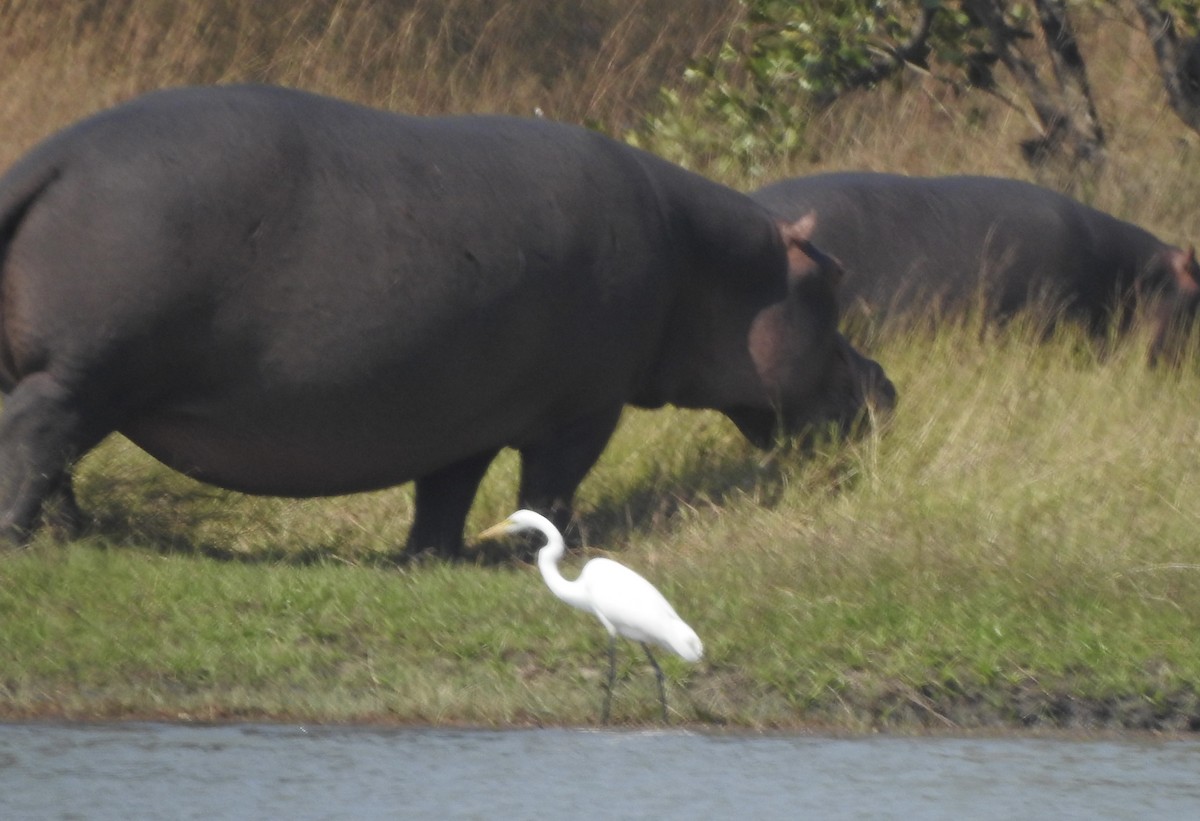 Great Egret - ML620129311