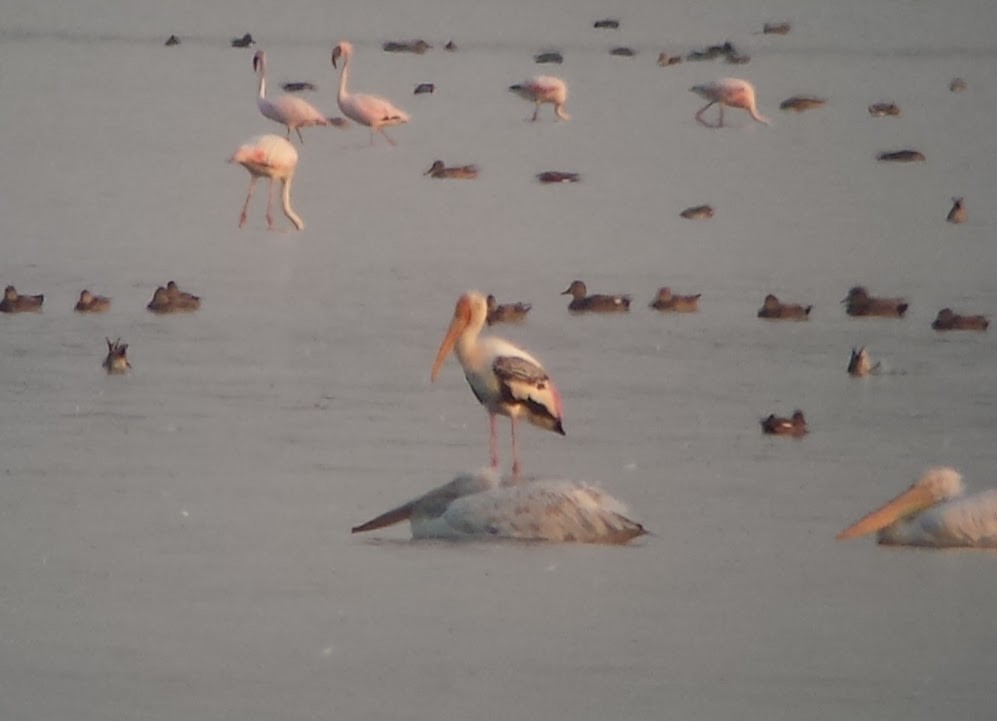 Painted Stork - ML620129317