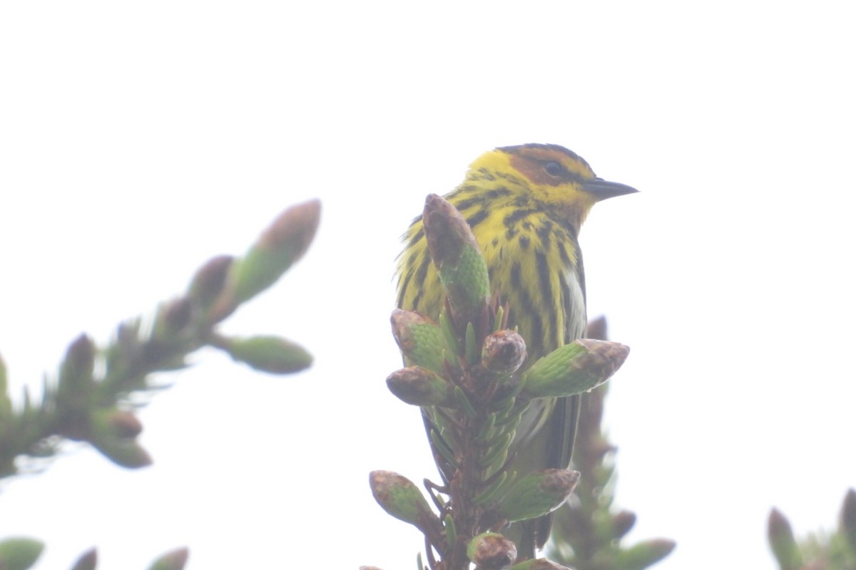 Cape May Warbler - ML620129325