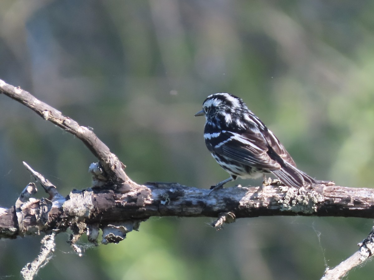 Black-and-white Warbler - ML620129332