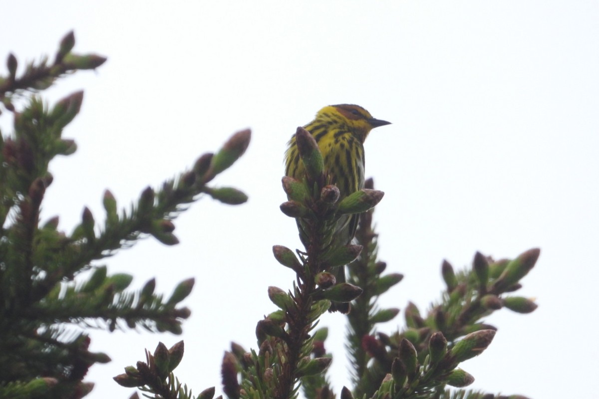 Cape May Warbler - ML620129347