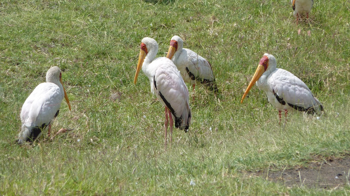 Tantale ibis - ML620129351