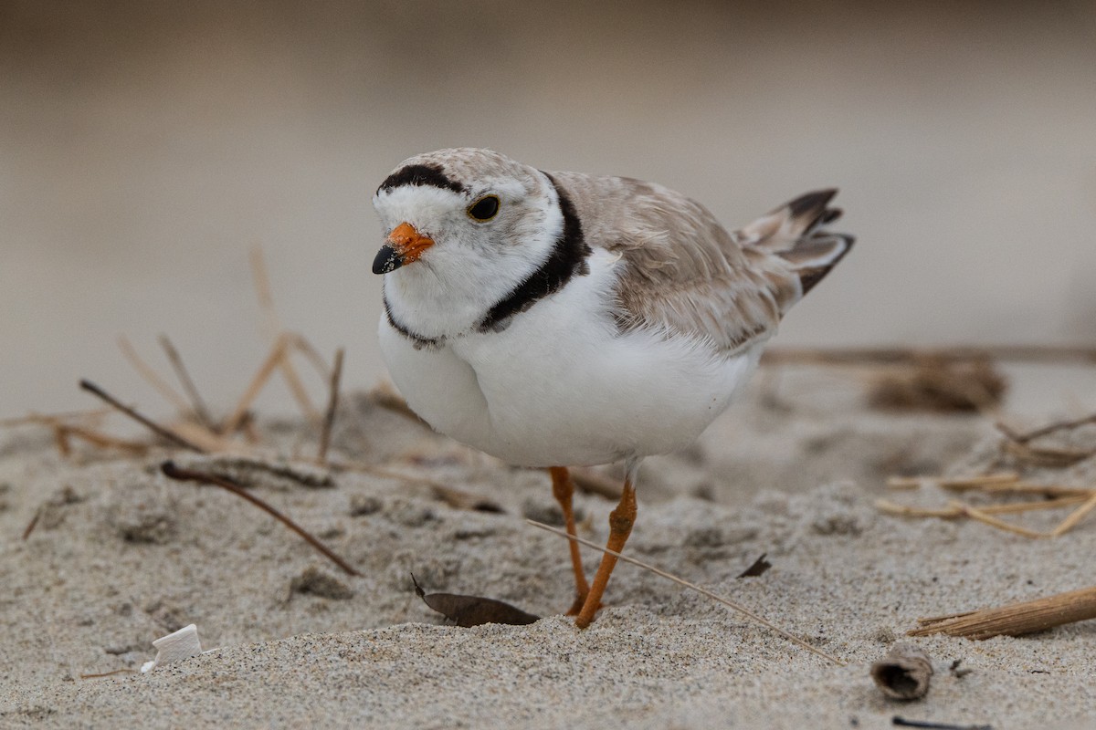 Piping Plover - ML620129354