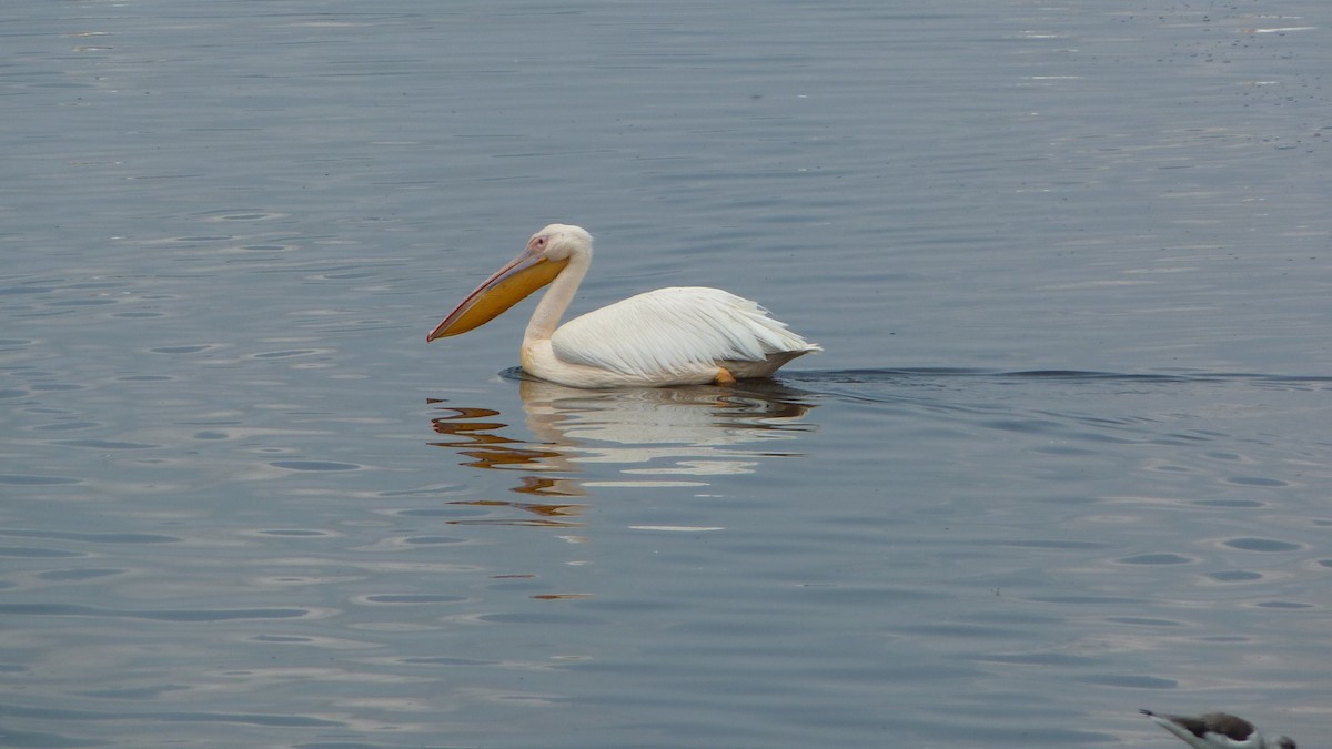 pelikán bílý - ML620129358