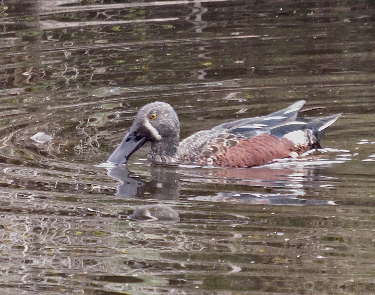 Australasian Shoveler - Noel Ward