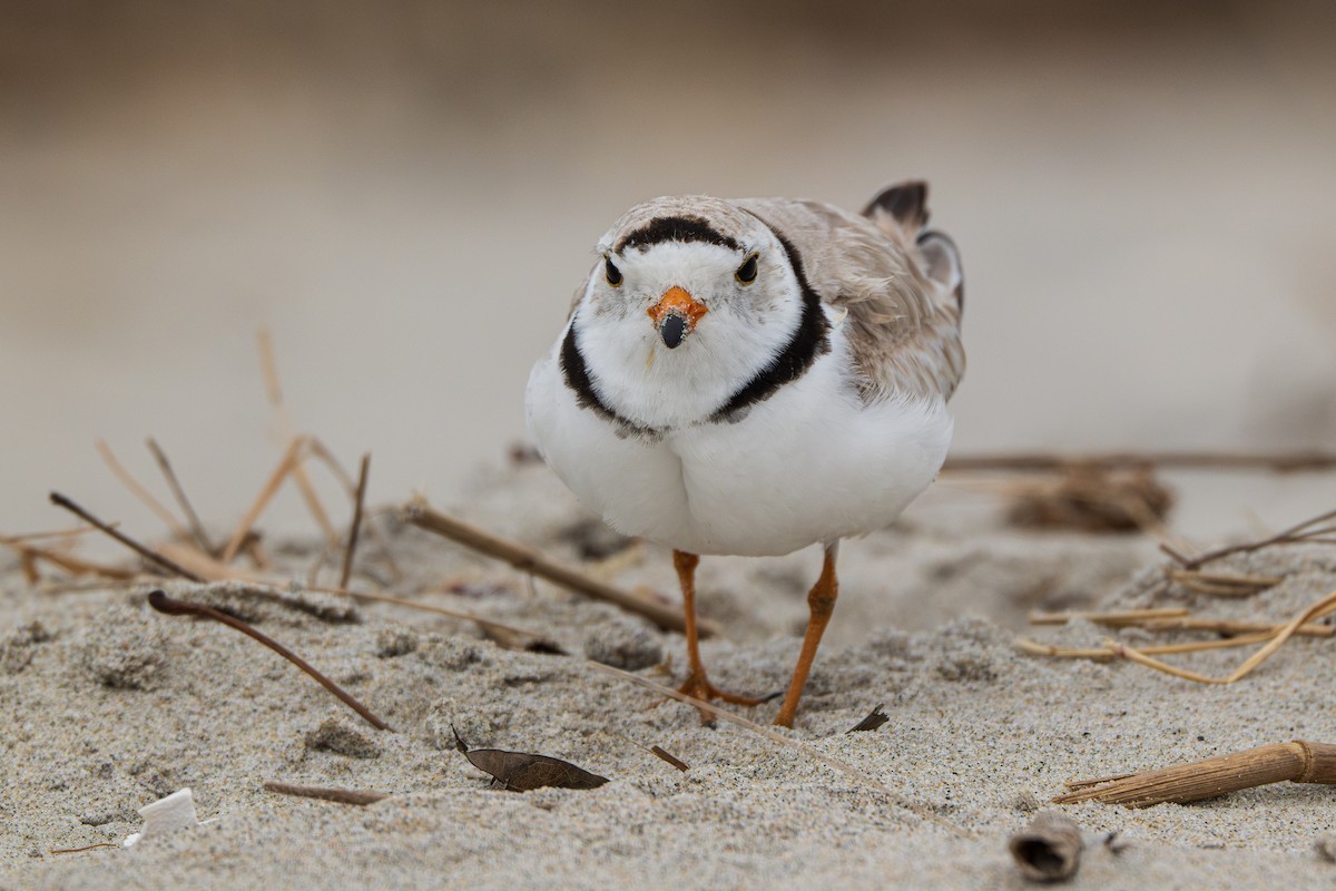 Piping Plover - ML620129362