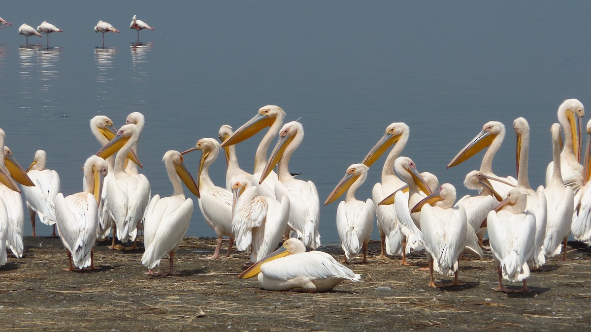 pelikán bílý - ML620129363