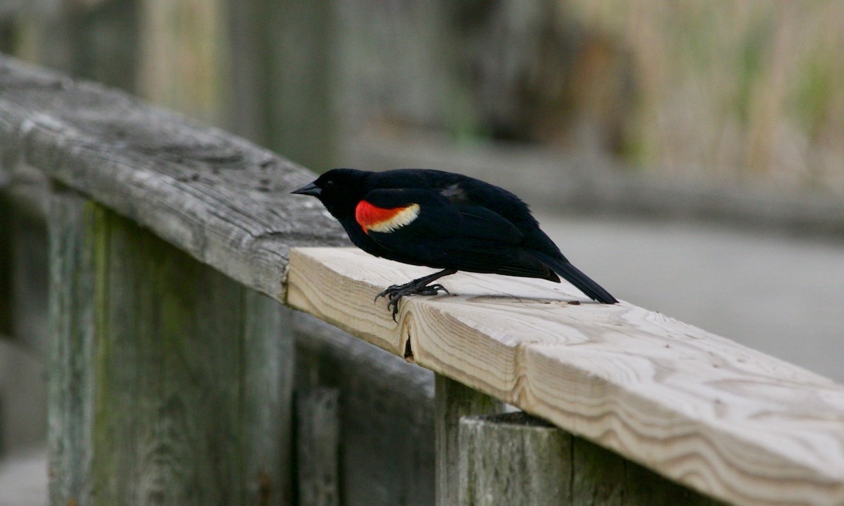 Red-winged Blackbird - ML620129364