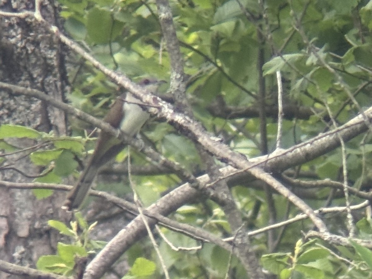 Black-billed Cuckoo - ML620129378