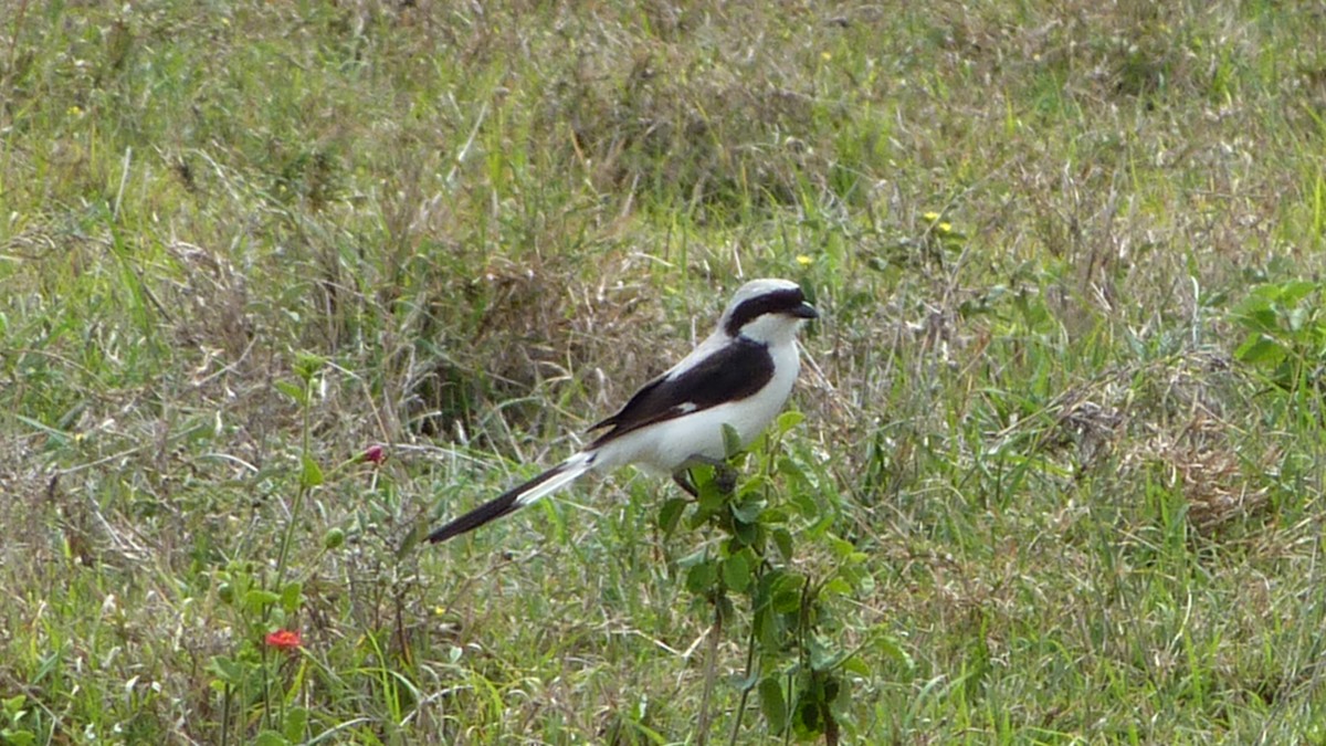 Gray-backed Fiscal - ML620129392