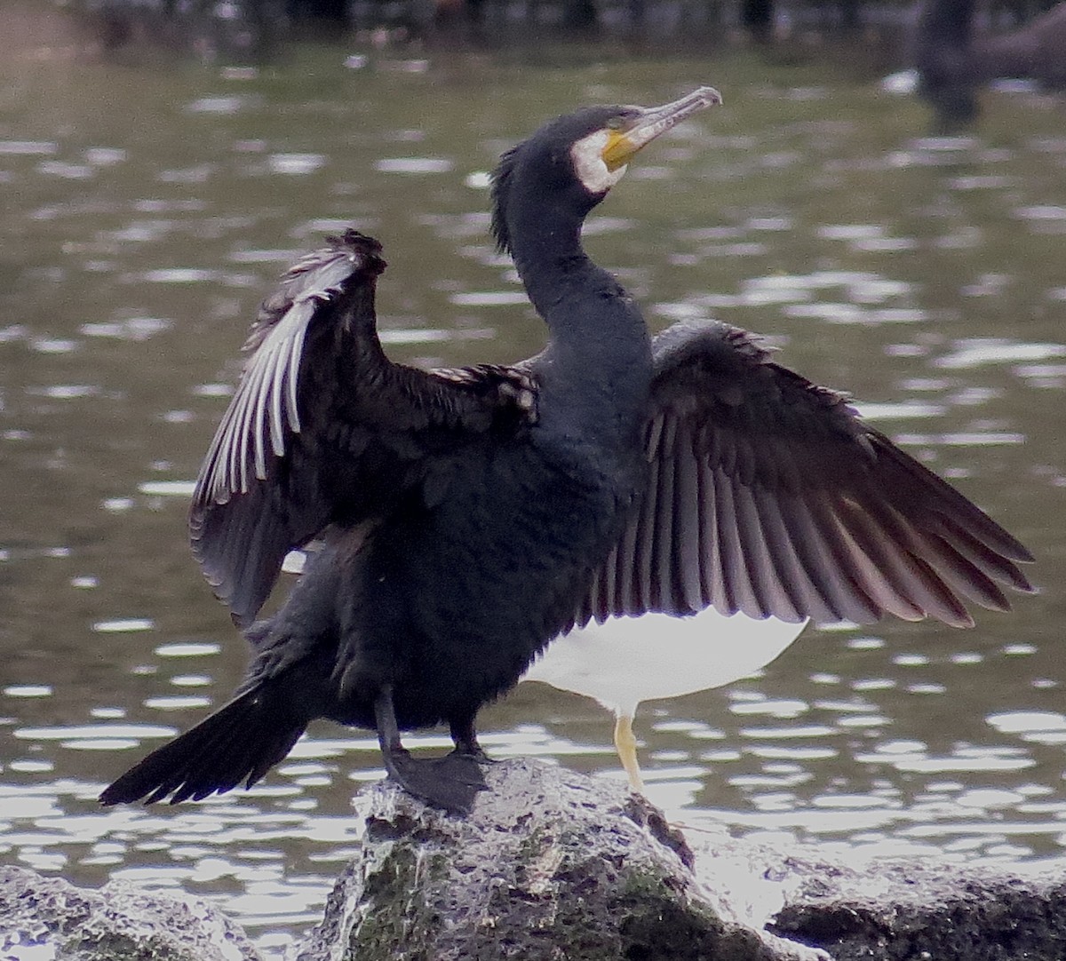 Cormorán Grande - ML620129402