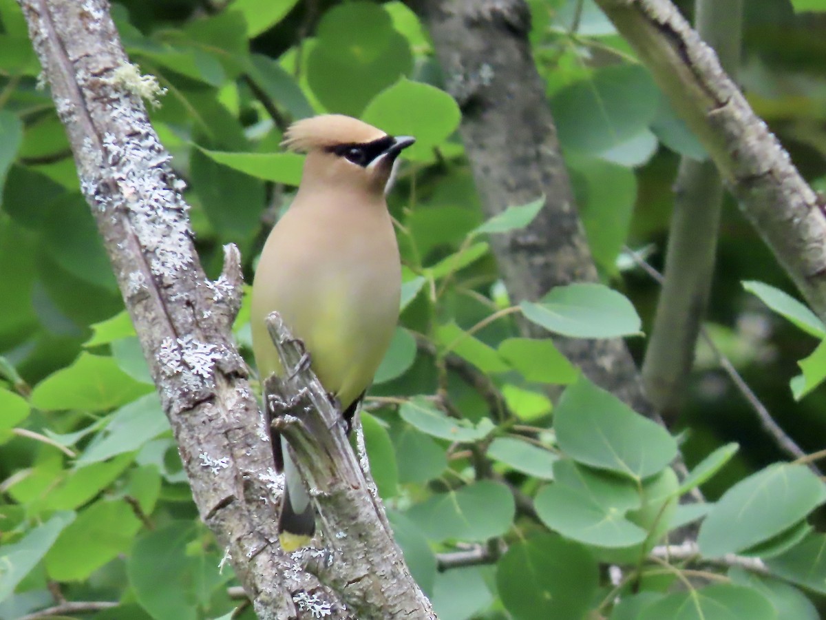 Cedar Waxwing - ML620129417