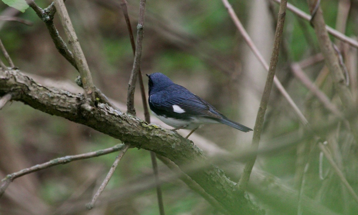 Black-throated Blue Warbler - ML620129430