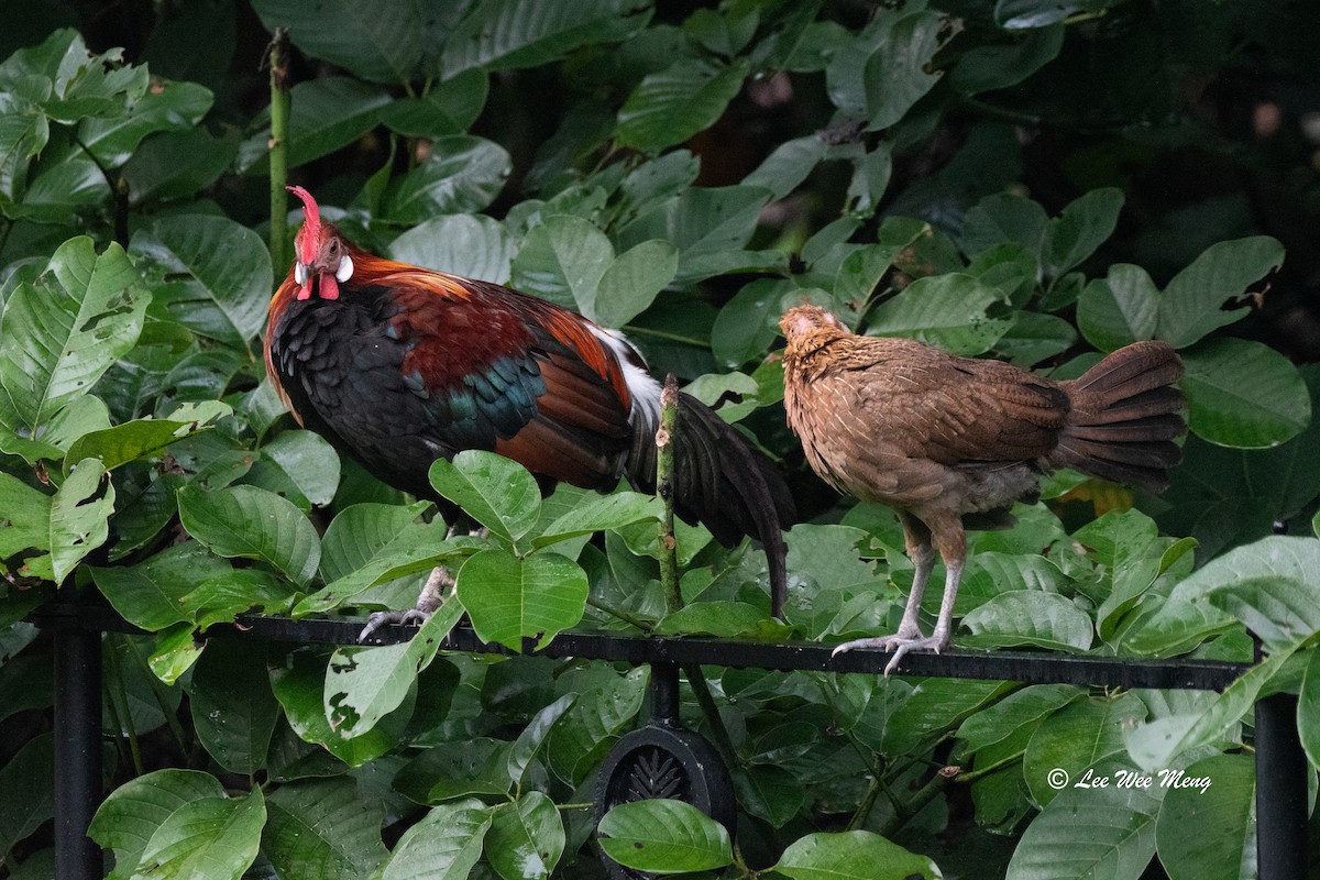 Red Junglefowl - ML620129454