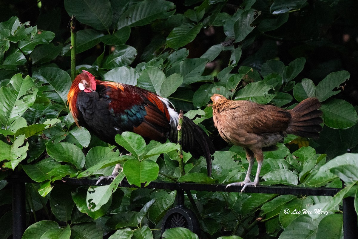 Red Junglefowl - ML620129455