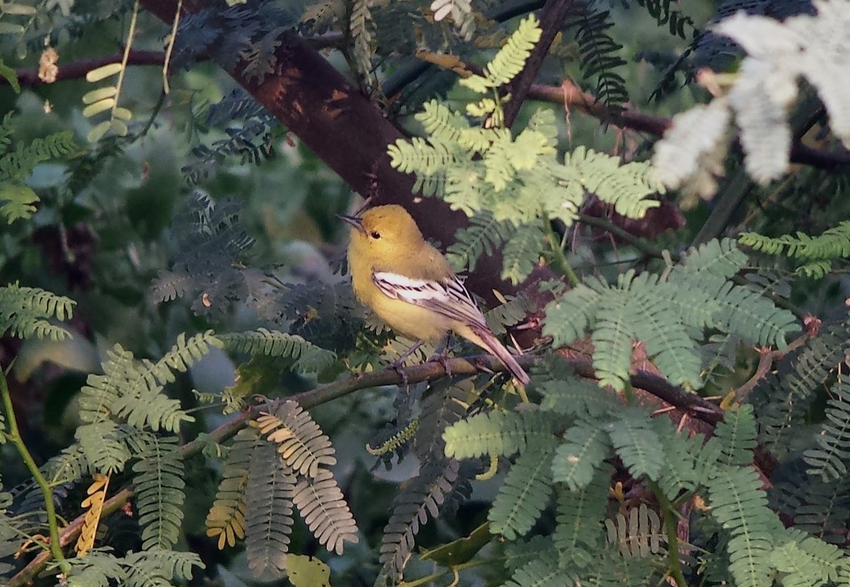 White-tailed Iora - ML620129458