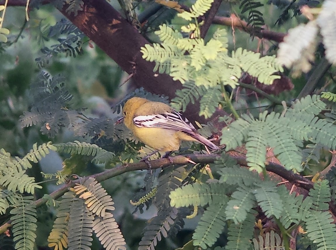 White-tailed Iora - ML620129459