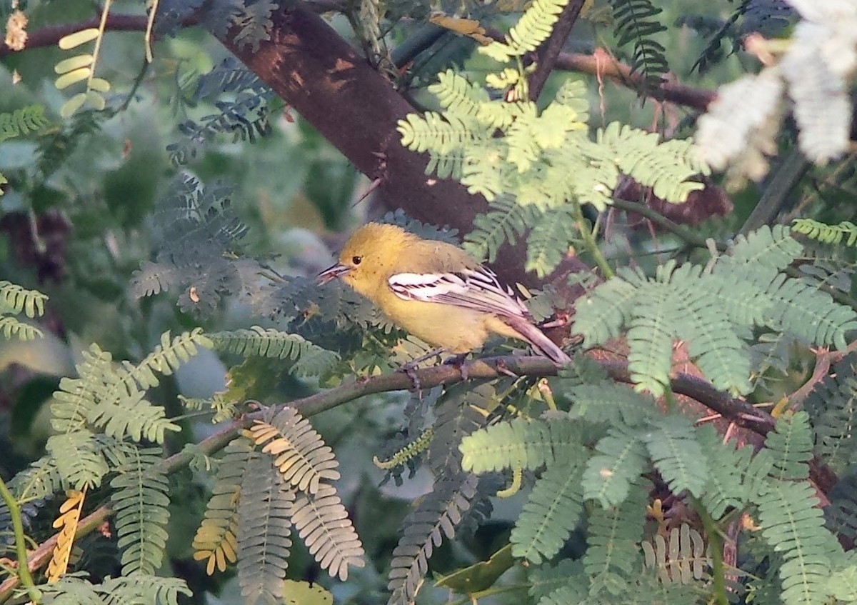 White-tailed Iora - ML620129460