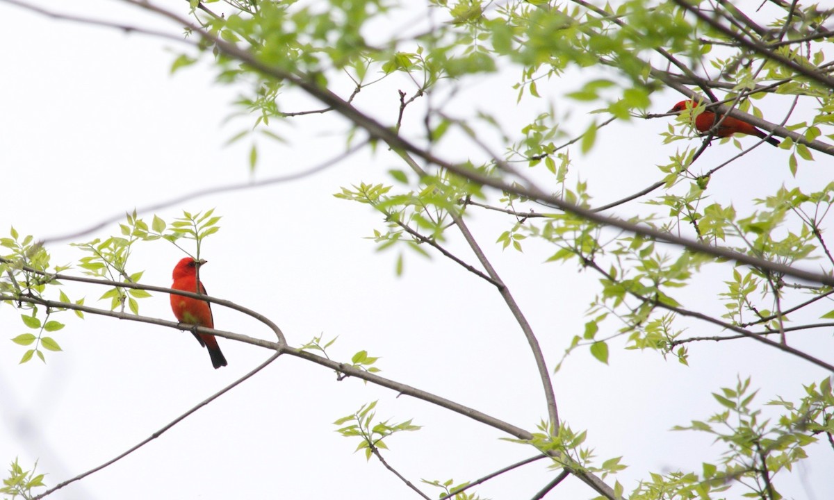 Scarlet Tanager - ML620129467