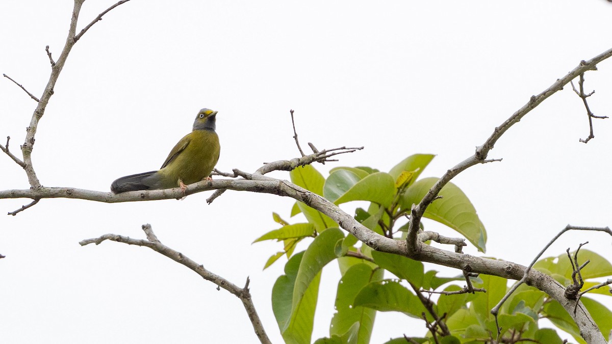 Bulbul Cabecigrís - ML620129477