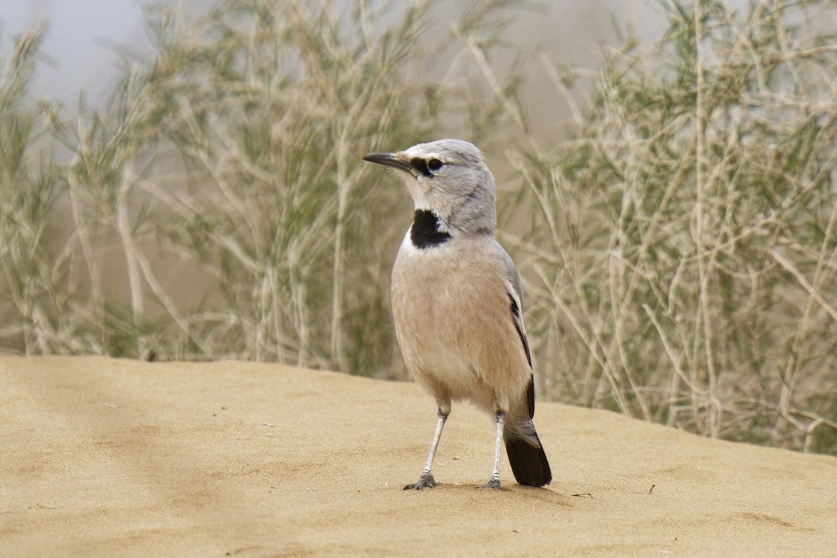 Turkestan Ground-Jay - ML620129513